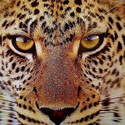 Niece, ���������