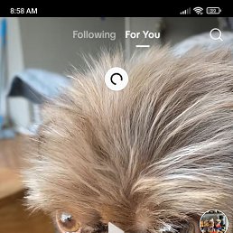 Lasha, �������, 41 ���