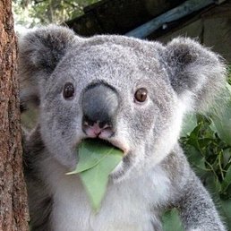 Jog, �����, 44 ����