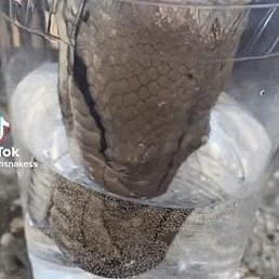 �����, ���������, 48 ���