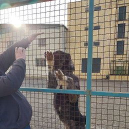 ������, �������, 52 ����