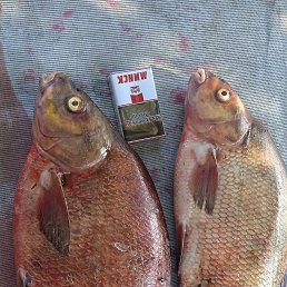 ���� ����, ������, 62 ���� - ��������� 25 ������� 2023