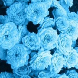 �������, ����