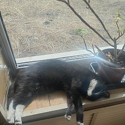 ������, ������, 41 ���