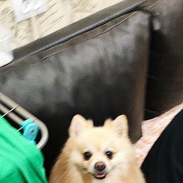 Evagor, ������, 45 ���