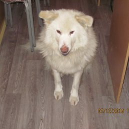 �����, ��������, 61 ���