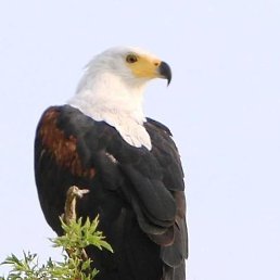 Maxton, �������, 32 ����