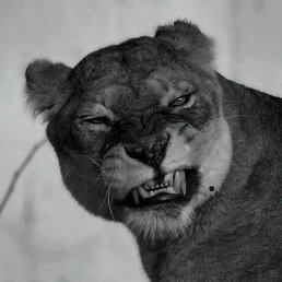 ��������, ������, 36 ���