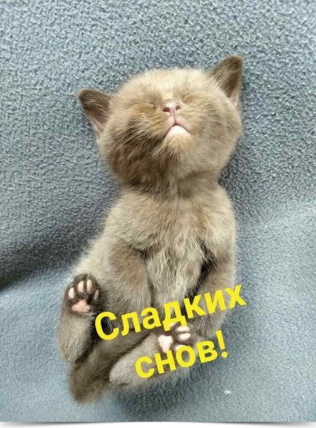 ****************************