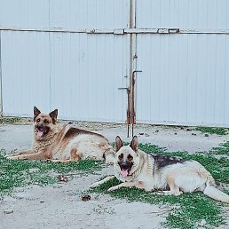 �������, ������-��-����, 49 ���