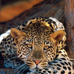 �����, ������, 33 ����