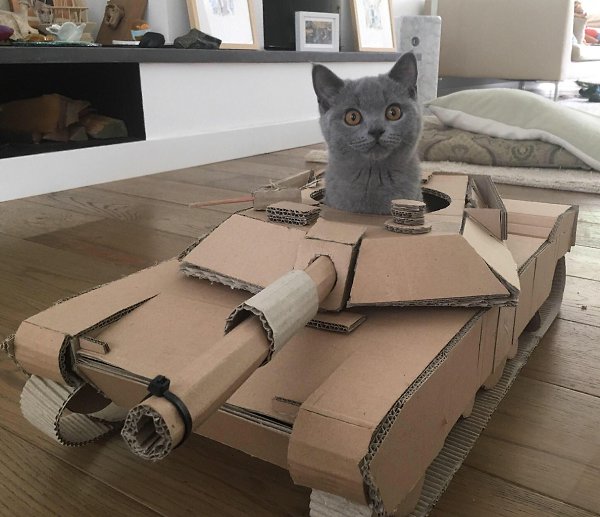 Tanks of cats - 3