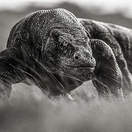 Idish, ������, 52 ����