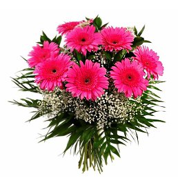 �����, �����-���������, 42 ����