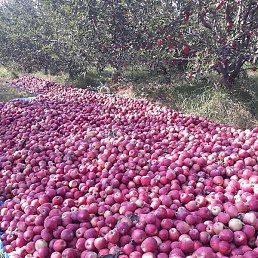 Nasrullo, ���������, 43 ����