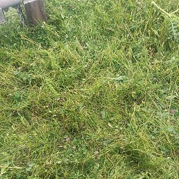 ���������, ������, 40 ���