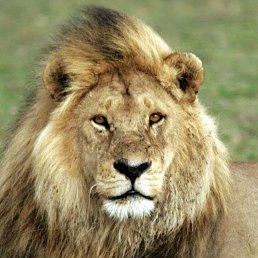 ���� ��������, ������, 25 ��� - ��������� 25 �������� 2023