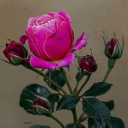 �����, ����, 59 ���