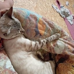 �����, �����, 21 ���