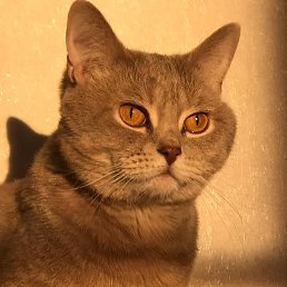 ������, ��������, 43 ����