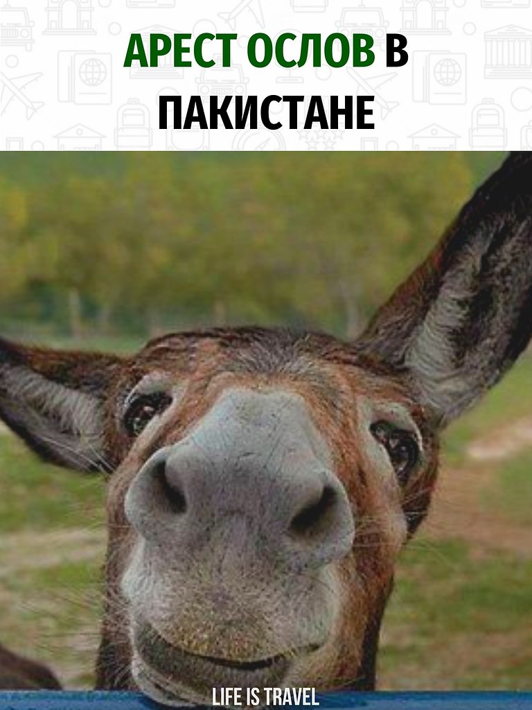 Арестовали ослов вместо их хозяев.Дело было в Пакистане. Жители деревни заметили, что кто-то ...