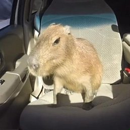 ����, ������ ��������, 22 ����