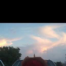 Petrea, �������, 35 ���