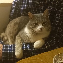 ��������, �������, 50 ���