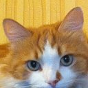 ���� ***I S I***, ��������� - ��������� 16 ���� 2023