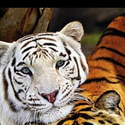 ���� ���, ������ - ��������� 26 ���� 2023