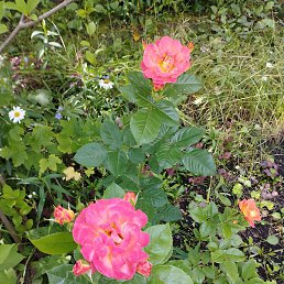 ���, ������, 68 ���