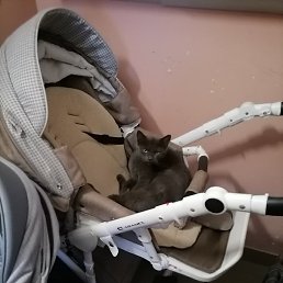 ����, �����, 44 ����