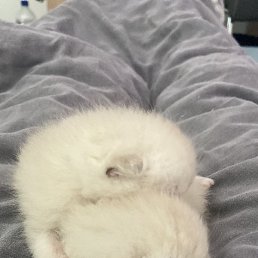 �������, ���������, 50 ���