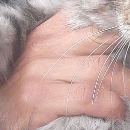 �������, ������, 44 ����