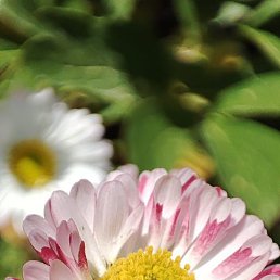 ����, ������, 39 ���