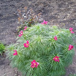 ���������, ������, 47 ���