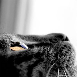 ������, ������, 40 ���