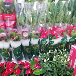 Raxmatillo, �����, 30 ���