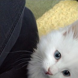 ����, ������, 35 ���