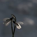 ���� Suiu, ������� - ��������� 22 ������� 2023 � ������ ���� ����������