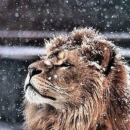 � �, �����-���������, 23 ����