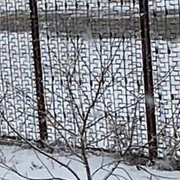 ������, ���������, 40 ���