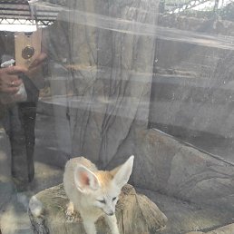 ����, ������, 37 ���