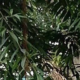 Ambassadeur De La Famille, �����������, 27 ���