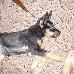 Jurcheg, ������, 34 ����