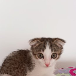 ���, ������, 43 ����