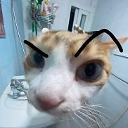 , 21 , 