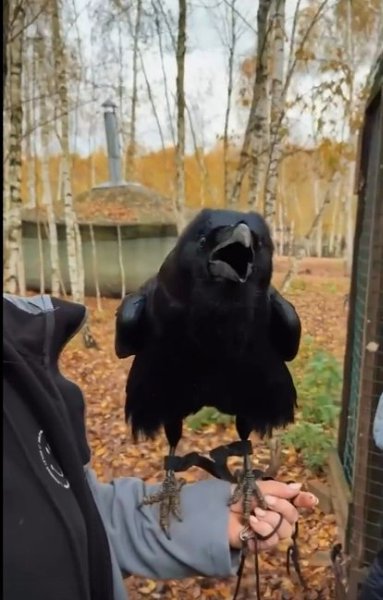 Ворон Карлуша покорил соцсети — пернатый с жуткой реалистичностью умеет пародировать человеческий ... - 3