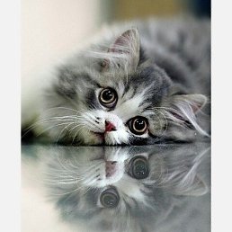 �����, �����������, 43 ����