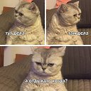  Koiehca, , 38  -  16  2025